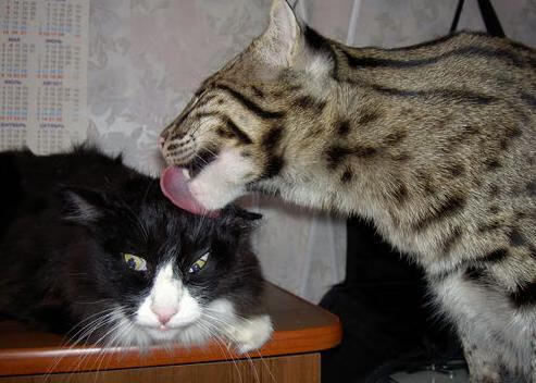 九游娱乐(jiuyou)官网-中小学足球课程全面升级，培养青少年体育素养，青少年足球教学大纲